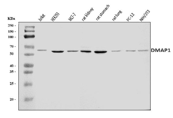 Anti-DMAP1 Antibody