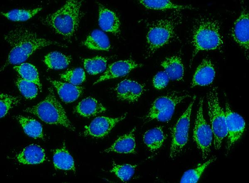 Anti-DNAJC11 Antibody