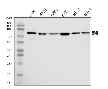 Anti-EIF4B Antibody
