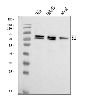 Anti-ELL Antibody