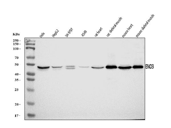 Anti-ENO3 Antibody