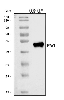 Anti-EVL Antibody