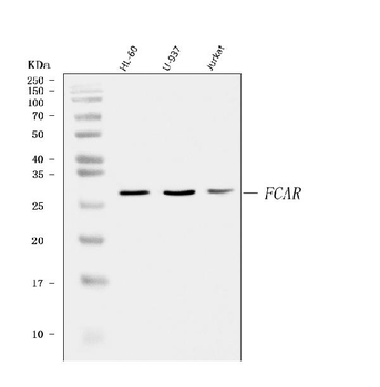 Anti-CD89/FCAR Antibody