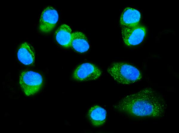 Anti-FXR1 Antibody