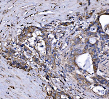 Anti-FXR1 Antibody