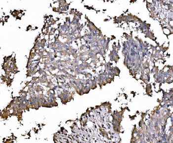 Anti-FXR1 Antibody