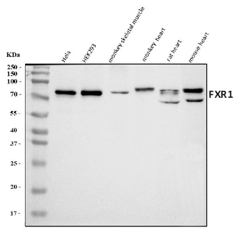Anti-FXR1 Antibody
