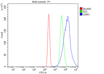 Anti-NOLA1/GAR1 Antibody