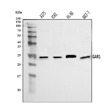 Anti-NOLA1/GAR1 Antibody