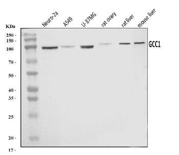 Anti-GCC1 Antibody