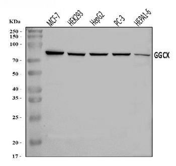 Anti-GGCX Antibody