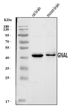 Anti-GNAL Antibody