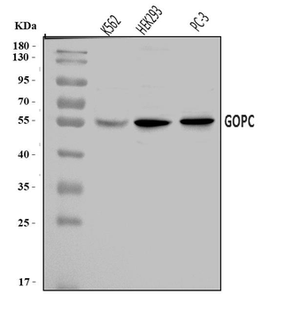 Anti-PIST/GOPC Antibody