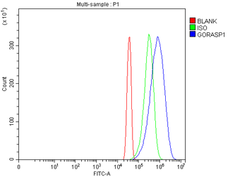 GRASP65/GORASP1 Antibody