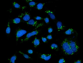 Anti-GRASP65/GORASP1 Antibody