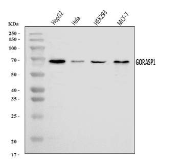Anti-GRASP65/GORASP1 Antibody
