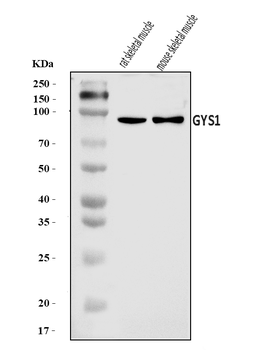 Anti-Glycogen synthase 1/GYS1 Antibody