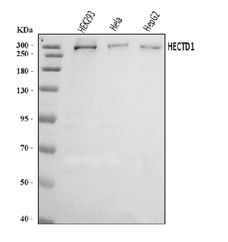 Anti-HECTD1 Antibody