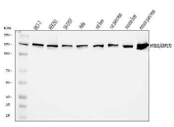 Anti-ORP150/HYOU1 Antibody