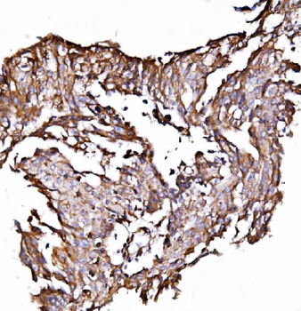 Anti-ORP150/HYOU1 Antibody