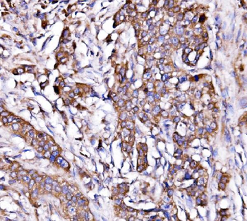 Anti-ORP150/HYOU1 Antibody