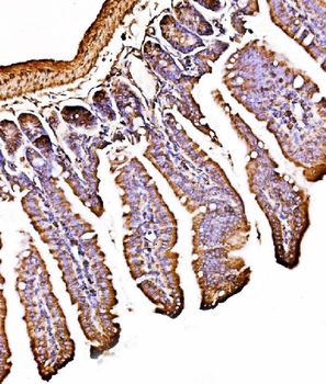 Anti-ORP150/HYOU1 Antibody