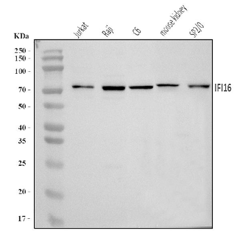 Anti-IFI16 Antibody