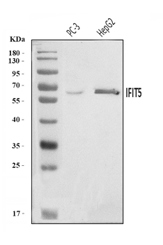 Anti-IFIT5 Antibody