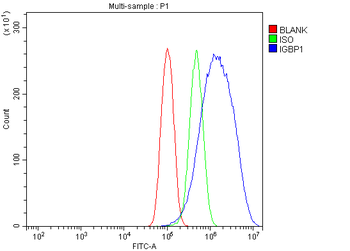 IGBP1 Antibody