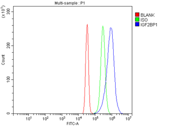 IMPI/IGF2BP1 Antibody