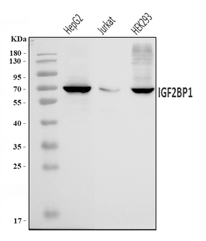 IMPI/IGF2BP1 Antibody
