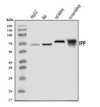 Anti-IPP Antibody
