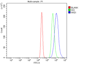 IWS1 Antibody