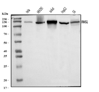 Anti-IWS1 Antibody