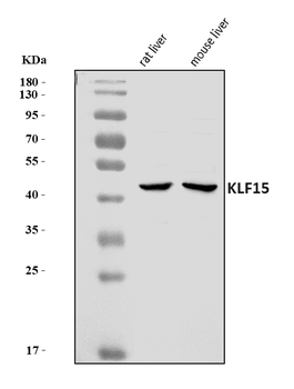 Anti-KLF15 Antibody
