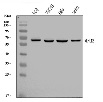 Anti-KLHL12 Antibody