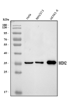 Anti-MDH2 Antibody