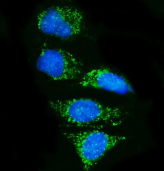 Anti-Pyrin/MEFV Antibody