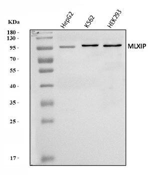 Anti-MLX-interacting protein/MLXIP Antibody