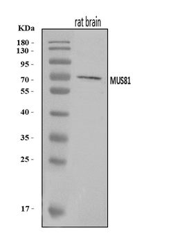 Anti-MUS81 Antibody