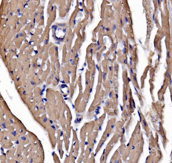 Anti-heavy chain Myosin/Myh3 Antibody