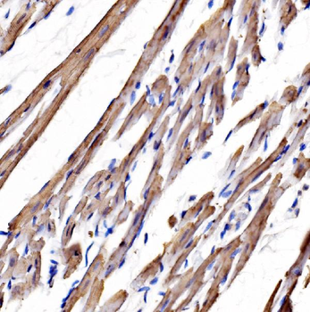 Anti-heavy chain Myosin/Myh3 Antibody