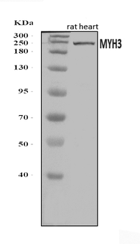 Anti-heavy chain Myosin/Myh3 Antibody