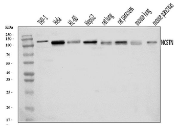 Anti-Nicastrin/NCSTN Antibody