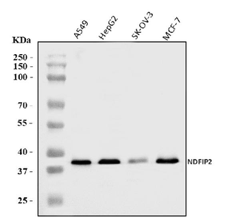 Anti-NDFIP2 Antibody