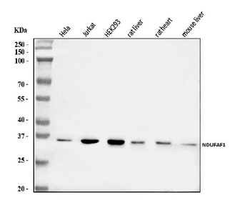 Anti-NDUFAF1 Antibody