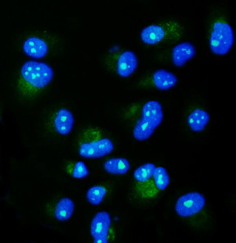 Anti-NGDN Antibody