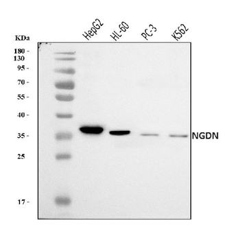 Anti-NGDN Antibody