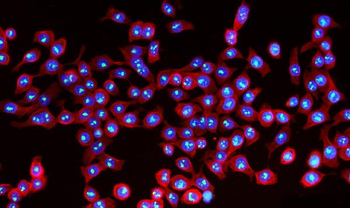NOL10 Antibody