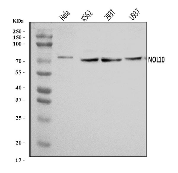 Anti-NOL10 Antibody